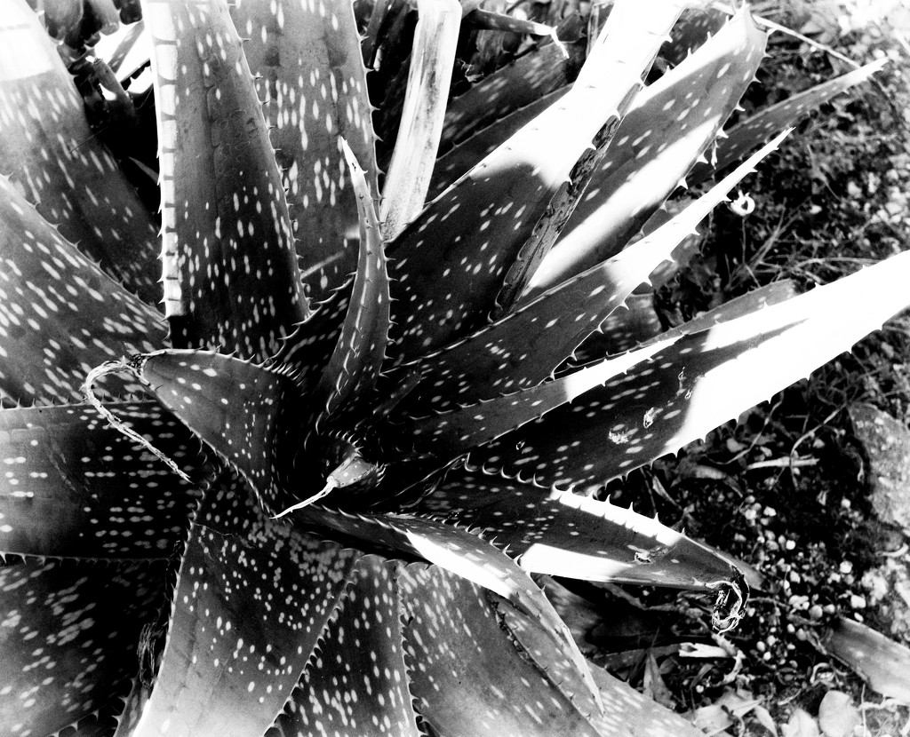Forms in nature:  Aloe  by eudora