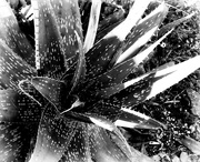 1st Feb 2020 - Forms in nature:  Aloe 