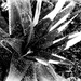 Forms in nature:  Aloe  by eudora