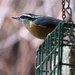 Nuthatch Pose by kimmer50