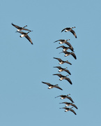 3rd Feb 2020 - stacking geese