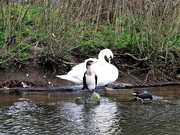 3rd Feb 2020 - It' all go at the bird spa!