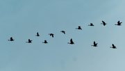 3rd Feb 2020 - geese