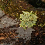 3rd Feb 2020 - lichen