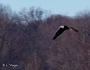 3rd Feb 2020 - Bald Eagle in flight 1