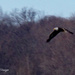 Bald Eagle in flight 1 by larrysphotos