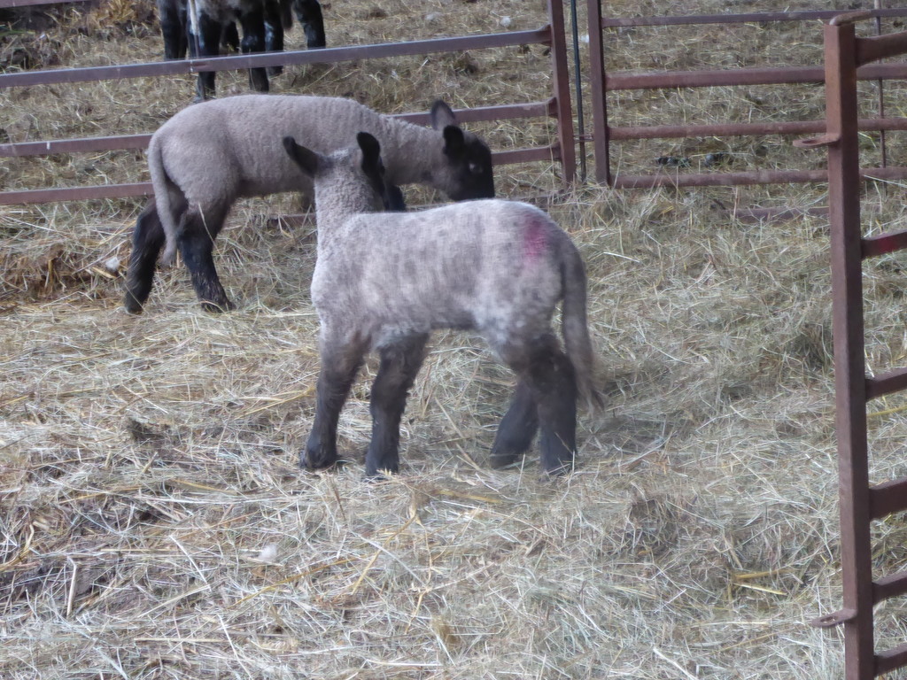 The first lambs i have seen this year by snowy