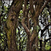 4th Feb 2020 - Old Gnarled Trees ~      
