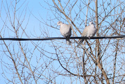 3rd Feb 2020 - Birds On A High Wire