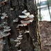 Fungi by dianezelia