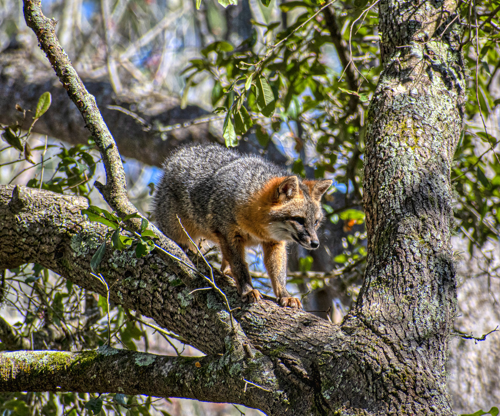 Grey Fox by k9photo