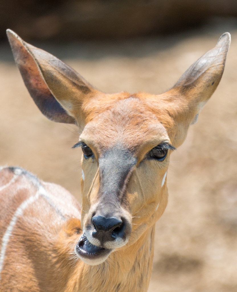 Nyala chewing the cud by creative_shots