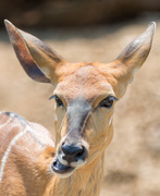 13th Sep 2019 - Nyala chewing the cud