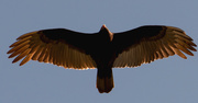 3rd Feb 2020 - Vulture Wing Span!