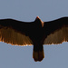 Vulture Wing Span! by rickster549