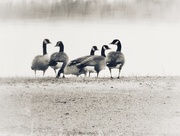 3rd Feb 2020 - day3-geese