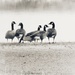 day3-geese by amyk