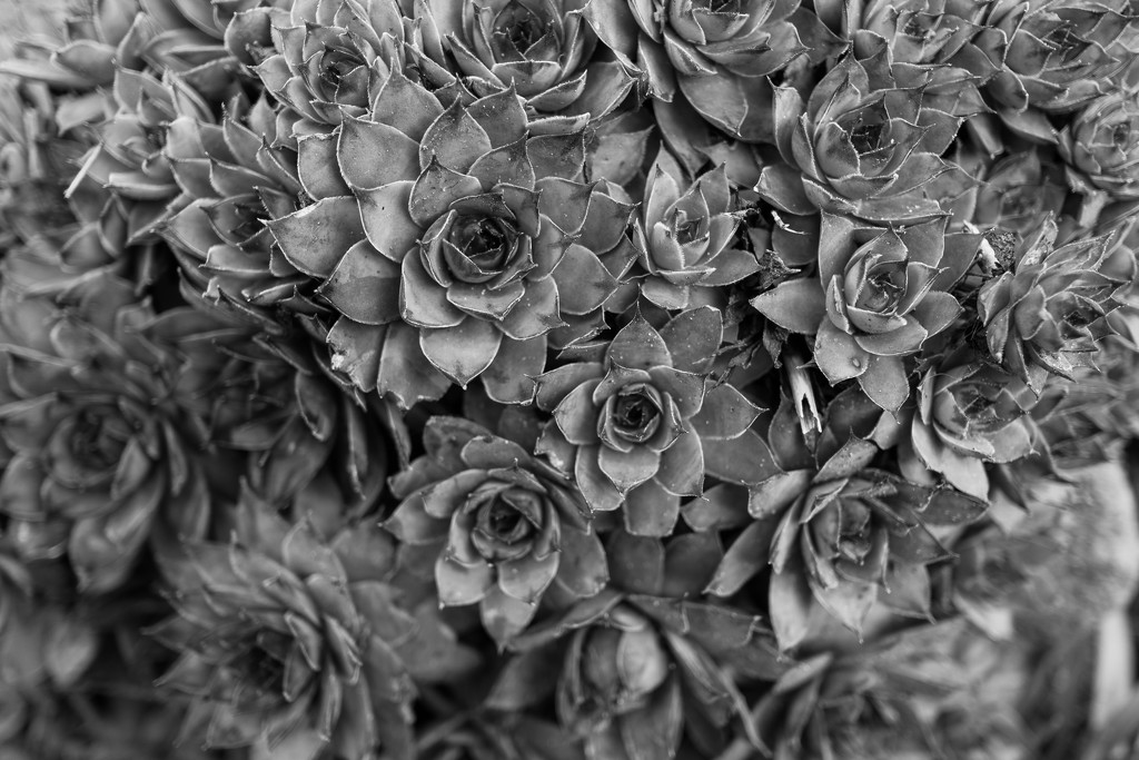 Succulents by cristinaledesma33