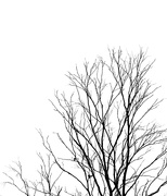 3rd Feb 2020 - Tree