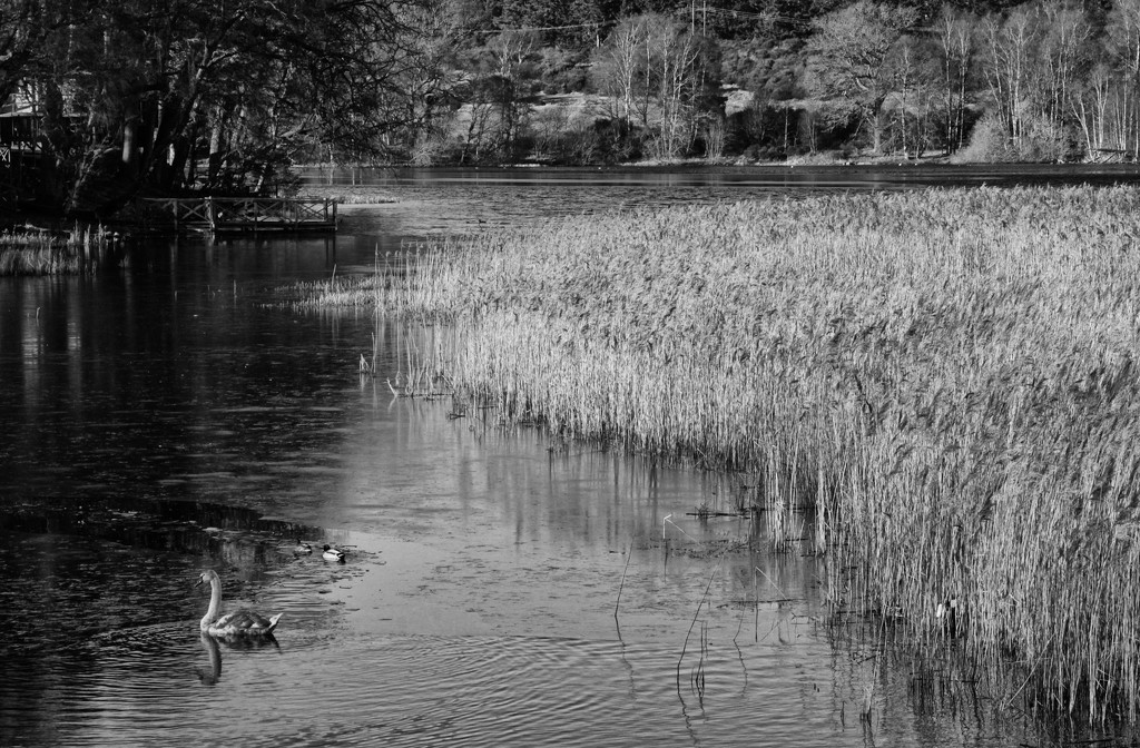 Forms in Nature - Aboyne Loch by jamibann