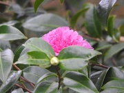 30th Jan 2020 - Rhododendron