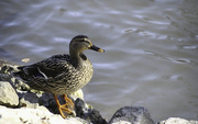 4th Feb 2020 - A duck by the pond