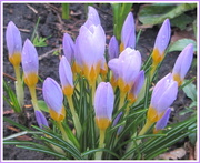 4th Feb 2020 - Church garden crocus flowers.