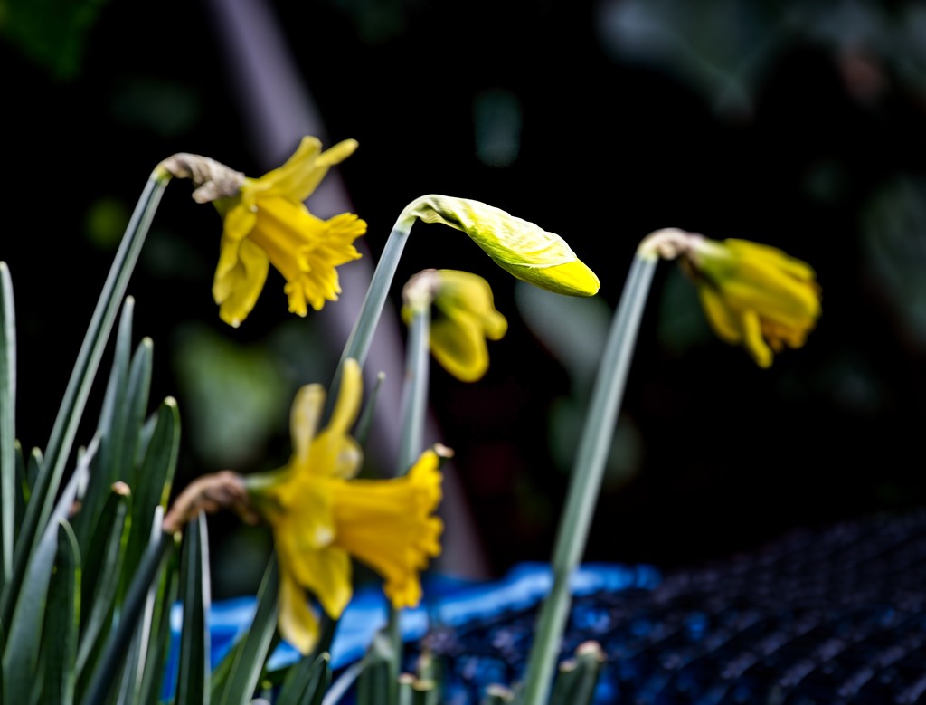 The Dafs Are Out by billyboy