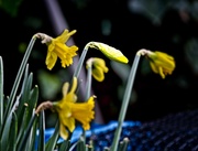 4th Feb 2020 - The Dafs Are Out