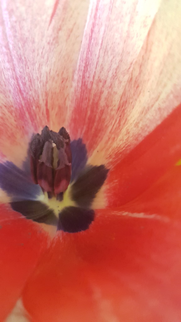 Heart of a Tulip by serendypyty