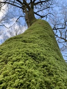 4th Feb 2020 - Mossy Tree