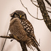 Northern Hawk Owl (2nd Visit) by mgmurray