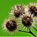 Spiky Bunch by carole_sandford