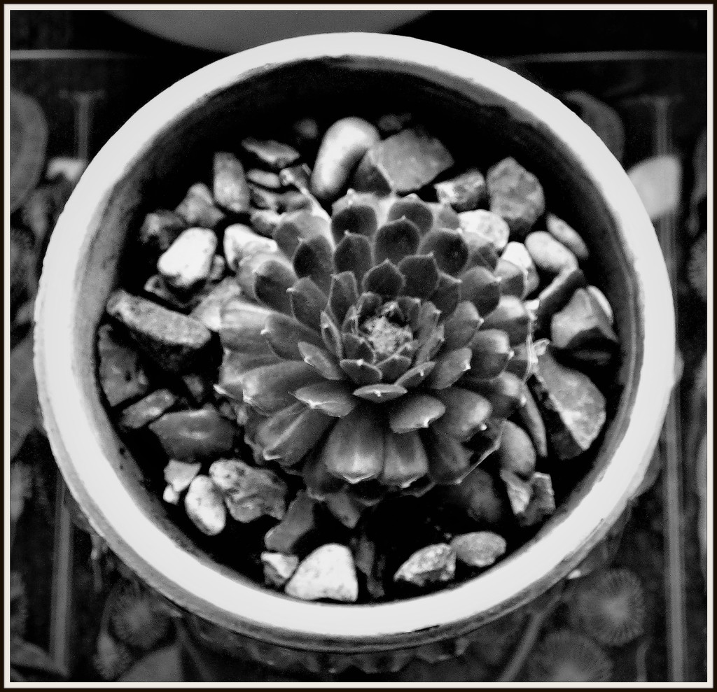 A succulent in a pot  by beryl