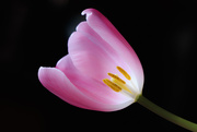 4th Feb 2020 - tulip