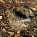 Birds nest by sugarmuser