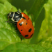 Ladybug by larrysphotos