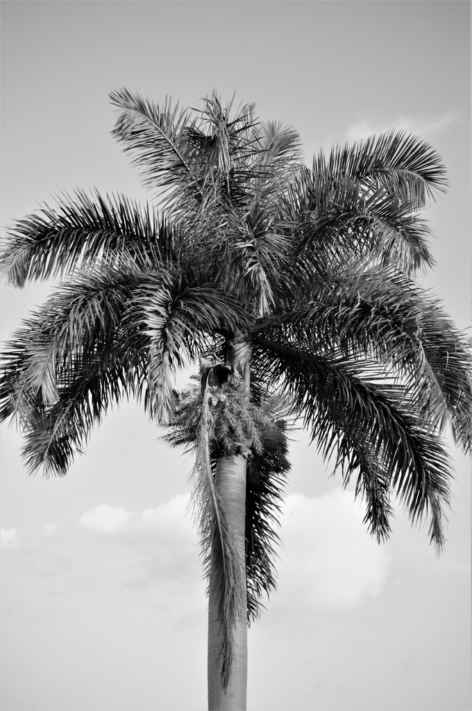 Nature Forms- South Florida Style by chejja