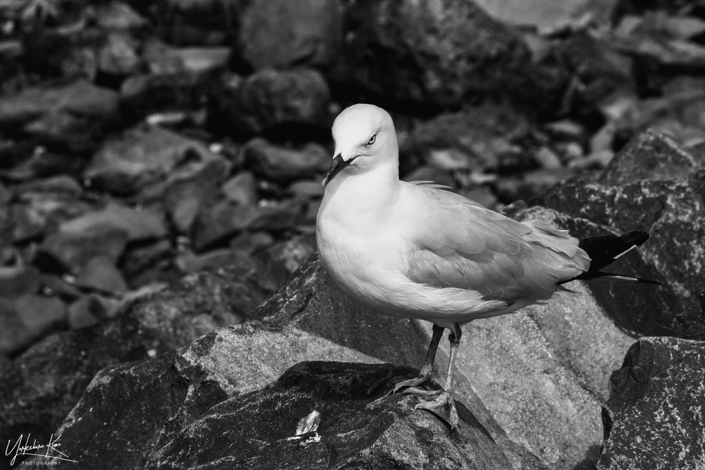 Seagull by yorkshirekiwi