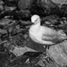 Seagull by yorkshirekiwi