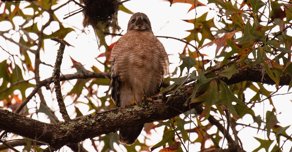 The Red Shouldered Hawk Was Making a Lot of Noise! by rickster549