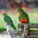 King Parrots by teodw