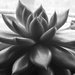 BW Succulent by homeschoolmom