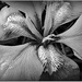 Iris reticulata FOR2020 by judithdeacon