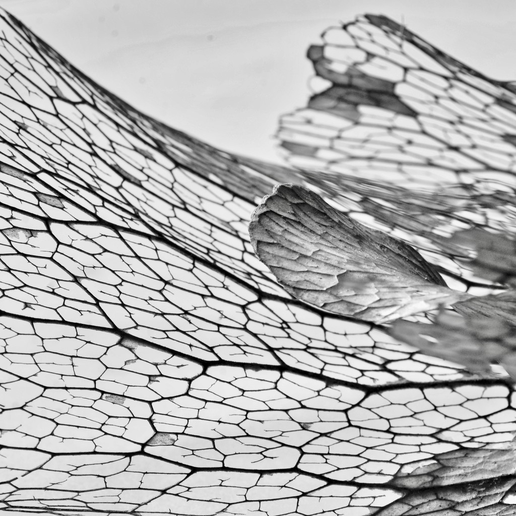 Lacy Leaf Veins From My Staghorn Fern_DSC9966 by merrelyn