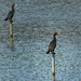 LHG__99165- cormorants by rontu