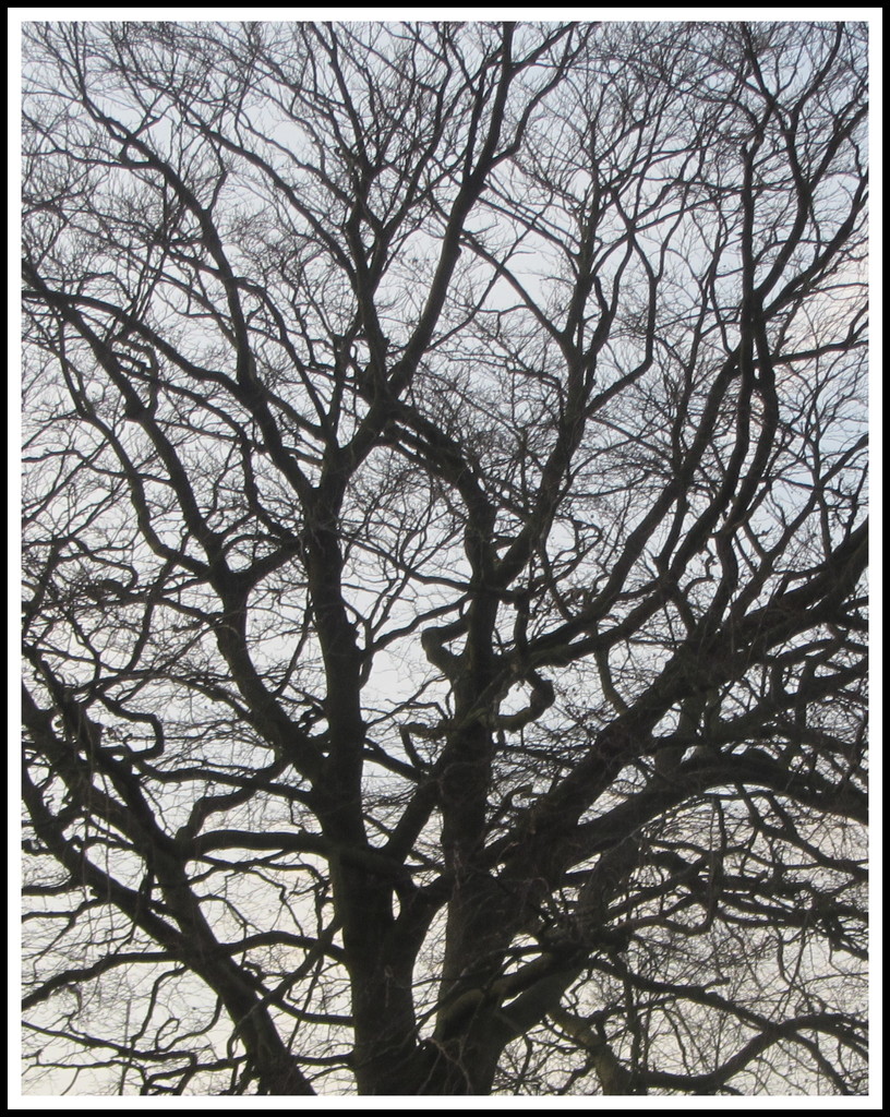 Blackburn Road Beech Tree. by grace55