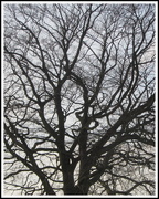5th Feb 2020 - Blackburn Road Beech Tree.