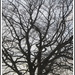 Blackburn Road Beech Tree. by grace55