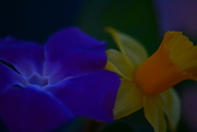 5th Feb 2020 - Periwinkle and Narcissus..........